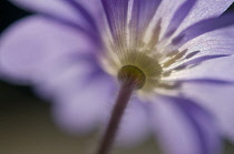 Anemone, Anemone blanda.