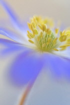 Anemone, Anemone blanda.