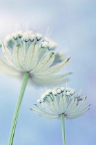 Astrantia, Masterwort.