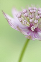 Astrantia, Masterwort.