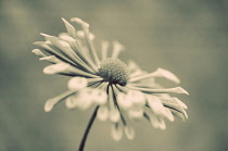 Chrysanthemum, Chrysanthemum 'Matchsticks'.