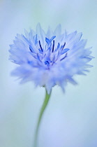 Cornflower, Centaurea cyanus.