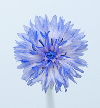 Cornflower, Centaurea cyanus.