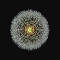 Dandelion clock, Taraxacum officinale.