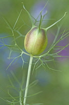 Love-in-a-mist, Nigella damascena.