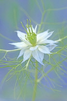 Love-in-a-mist, Nigella damascena.