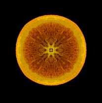 Orange, Citrus sinensis.