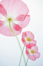 Poppy, Papaver rhoeas 'Angel's choir'.