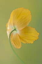 Poppy, Welsh poppy, Meconopsis cambrica.