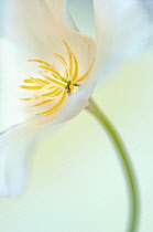 Poppy, Californian poppy, Eschscholzia californica.