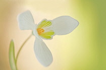 Snowdrop, Galanthus nivalis.