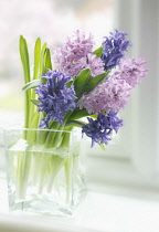 Hyacinth, Hyacinthus.