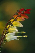 Spanishflag, Mina lobata 'Exotic love'.