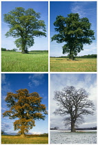 Oak, Quercus robur.