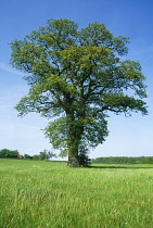 Oak, Quercus robur.