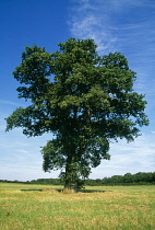 Oak, Quercus robur.