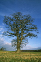 Oak, Quercus robur.