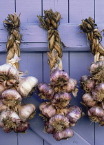 Garlic, Allium sativum.