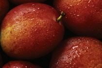 Plum, Prunus domestica 'Victoria'.