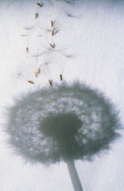 Dandelion clock, Taraxacum officinale.