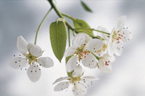 Pear, Pyrus communis.