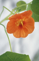 Nasturtium, Tropaeolum.