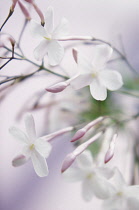 Jasmine, Jasminum officinale.