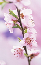 Peach, Prunus persica.