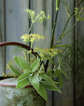 Sage, Salvia officinalis.