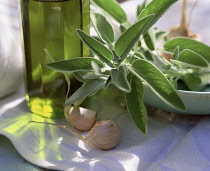 Sage, Salvia officinalis.