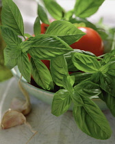 Basil, Ocimum basilicum.