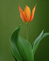 Tulip, Tulipa 'Ballerina'.