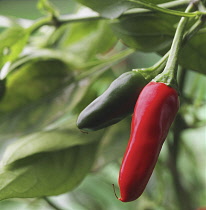 Chilli Pepper, Capsicum annuum.