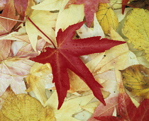 Sweetgum, Liquidambar styraciflua.