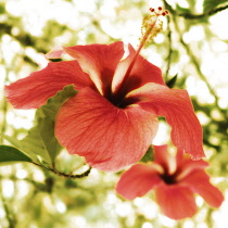 Hibiscus.