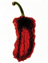 Chilli, Capsicum annuum.