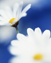 Daisy, Ox-eye daisy, Leucanthemum vulgare.