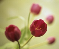 Tulip, Tulipa.