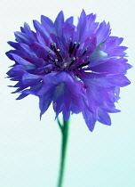 Cornflower, Centaurea cyanus.