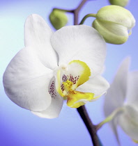 Orchid, Moth orchid, Phalaenopsis 'Jupiter'.