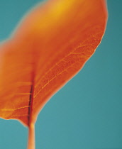 Smoke bush, Cotinus coggygria, Studio shot of orange coloured leaf against green background.