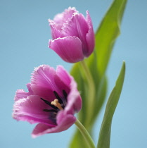 Tulip, Tulipa.