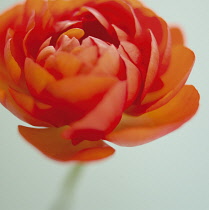Ranunculus.
