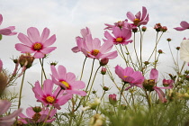 Cosmos, Cosmos bipinnatus.