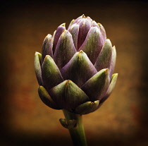 Artichoke, Cynara scolymus.