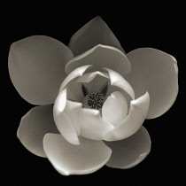 Magnolia.