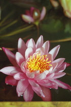 Waterlily, Nymphaea.