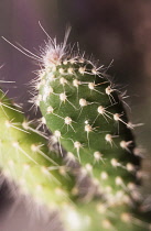 Pricklypearcactus, Opuntia leucotricha.