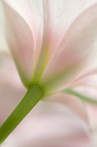 Tulip, Tulipa.