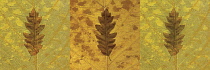 Maple, Norway maple, Acer platanoides.